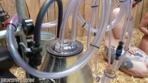 Darina and Elizabeth - duo goat milker