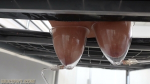 Darina - udder stretching